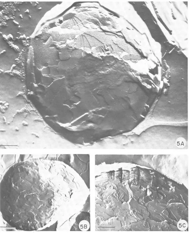 Fig.  5.  Microfotografía  electrónica  de transmisión de glóbulos  procesados mediante criofractura