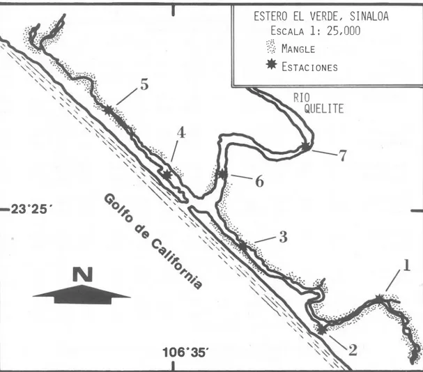 Fig.  1 .   Mapa del Estero El Verde, Sinaloa, con la posición de las estaciones de muestreo