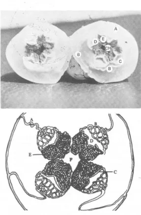 Fig.  2,  A  y  B.  Laternea  pusilla.  A.  Diagrama  de  corte  transversal  en  parte  media  mostrando  a