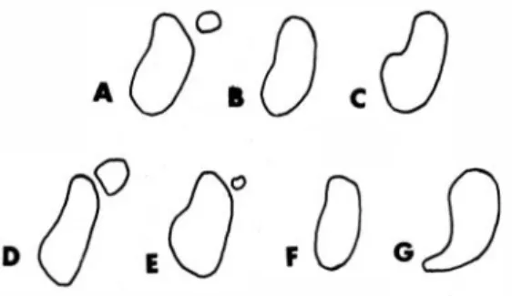 Fig.  1.  Ou tlines  of  mid-tibial  tufts  of  the  Euglossa  analis  group.  Drawn  with  a  camera  lucida;  all  at  about  the  same  magnification