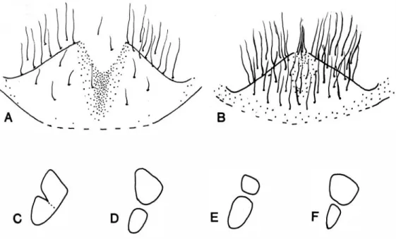 Fig.  2.  Recognition features  of  Euglossa  chaly beata  and  its  allies.  Above:  sternal  slits