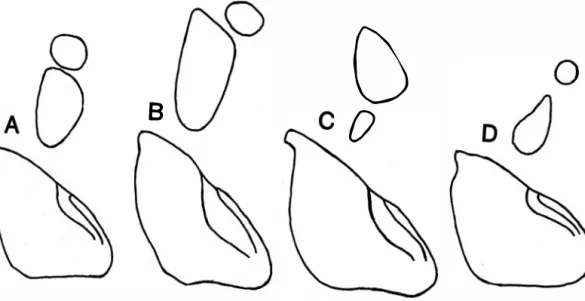 Fig.  3.  Outlines  of  mid-tibial  tufts  (above)  and  Iúnd  tibiae  (below).  All  drawn  with  camera  lucida ;  tufts  at  greater  magnification  than  tibiae