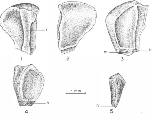 Fig.  4  .  shapc A sterilc secd;  Fig.5  - shapc B stcrilc  sccd. 