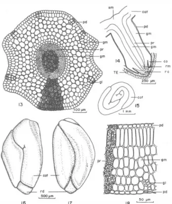 Fig.  17  - surfacc  view  of  the embryo  (antiraphc facc);  Fig.  18  - cotyledon  cross  section