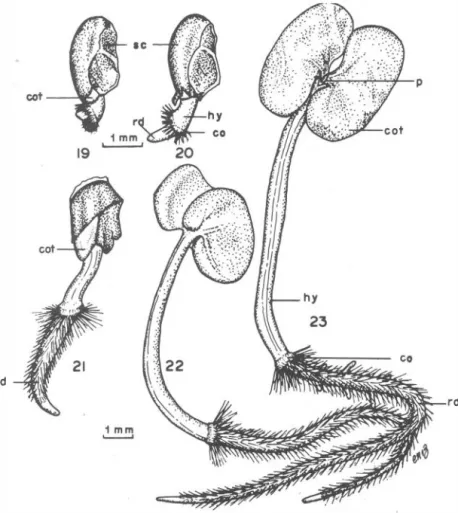 Fig.  19-23.  E.  pi/ularis  - scqucntial  stagcs  of dcvcloprnent of seedlings.  Fig