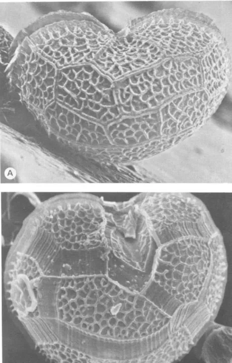 Fig. 3.  Peridinium  volzii  A.  Apex,  3 1 00x 