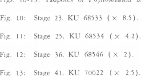 Fig.  10:  Stage  23,  KU  68533  (x  8.5) .  Fig.  11:  Stage  25,  KU  68534  (  x  4.2)  