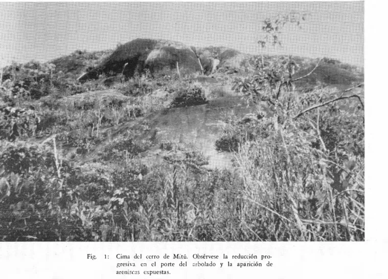 Fig.  1 :   Cima  de l  cerro  de  Mitú.  Obsérvese  la  reducción  pro­