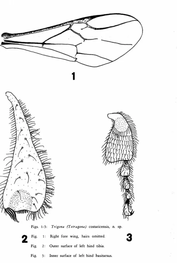 Fig.  2 :   Outer  surface  of  left  hind  tibia. 
