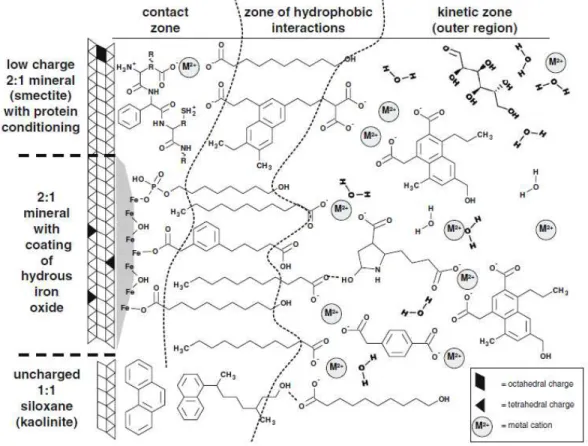 Figura 1- Modelo zonal de interações organo-minerais e autoassociação da MOS descrito  por Kleber et al