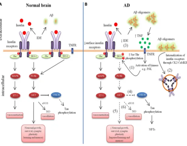 Figure 1. Aberrant brain insulin signaling in Alzheimer’s disease (AD). 