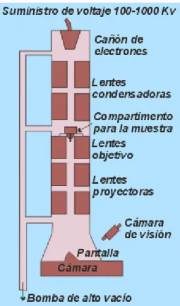 Figura 21. Esquema de funcionamiento del microscopio electrónico de transmisión. [11] 