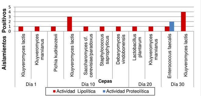 Figura 3- Actividad lipolítica y proteolítica de los aislamientos obtenidos 