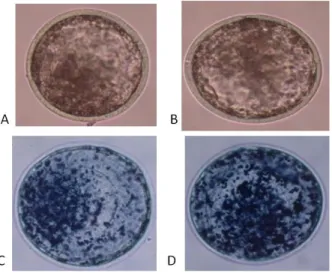 Figura  1.  A  e  B  representação  dos  embriões  antes  de  passar  pelo  processo  de  coloração