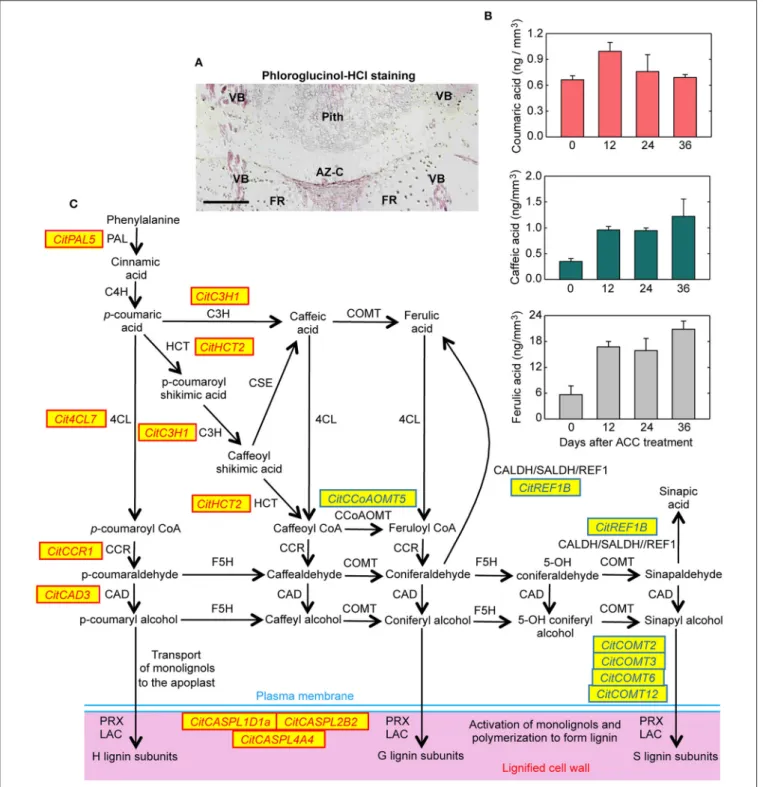 FIGURE 8 | Lignin biosynthesis and deposition in the abscission zone area during citrus fruit abscission