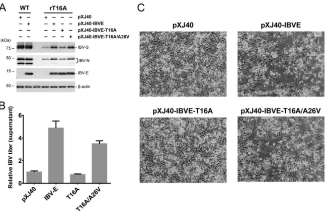 FIG 5 Phenotype recovery of the rT16A mutant after addition of IC-active IBV E (WT or T16A/A26V) in trans