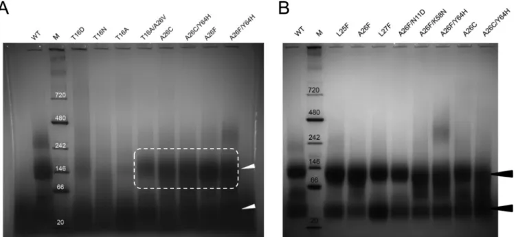 FIG 7 Oligomerization of IBV E and its mutants. Results of BN-PAGE electrophoresis of IBV E WT and mutants are shown