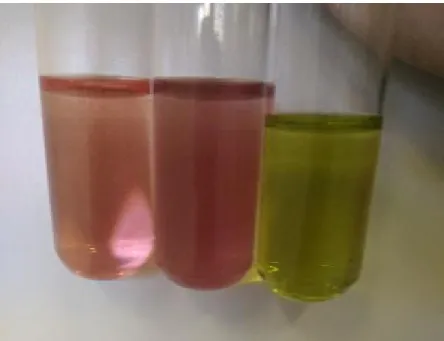 Figura 3. Soluções aquosas ácida (HCl), neutra (água destilada) e básica (NaOH) e as  respectivas cores do indicador extraído da cebola roxa