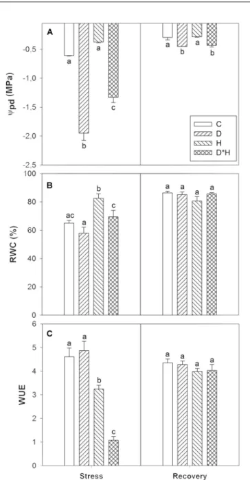 FIGURE 1 | Predawn shoot water potential (9 pd , A); relative water content (RWC, B), and water use efficiency (WUE, C) of Eucalyptus globulus exposed to control conditions (C), drought (D), heat (H), and combined stress (D ∗ H) and respective recovery