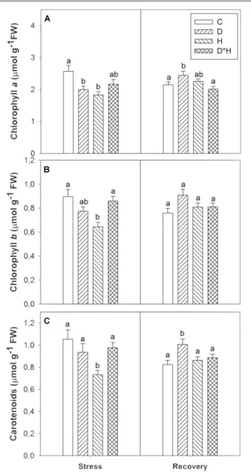 FIGURE 5 | Electrolyte leakage (EL, A) and malondialdehyde content (MDA, B) of Eucalyptus globulus exposed to control conditions (C), drought (D), heat (H), and combined stress (D ∗ H) and respective recovery