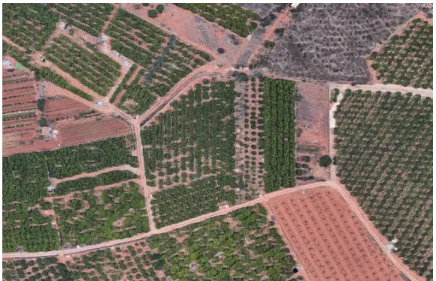 Figure 1. Sample of small farms, including abandoned ones, in Valencia (Spain).