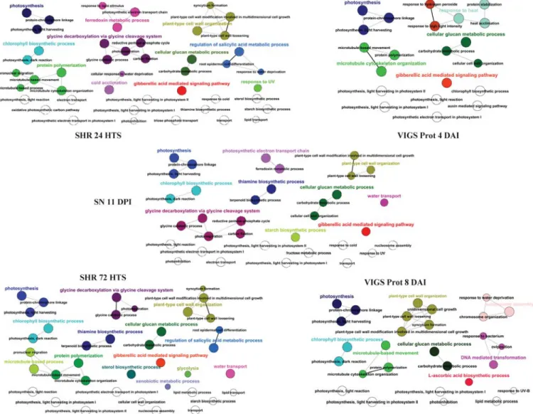 Fig. 3. Network representations of enriched Gene Ontology (GO) categories among genes induced in systemic necrosis (SN), systemic hypersensitive response (SHR), and virus-induced gene silencing of proteasome (VIGS Prot) comparisons at early (24 h after tem