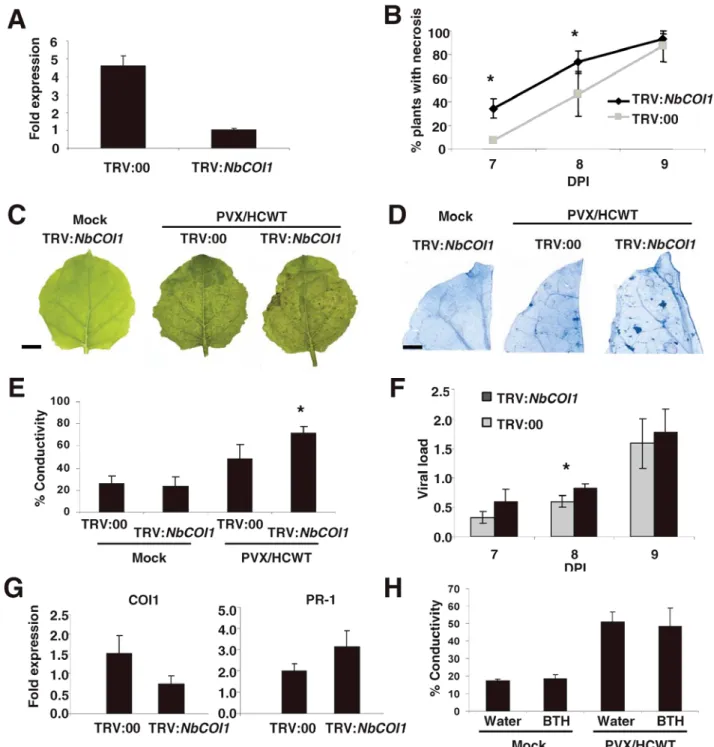 Fig. 7. Silencing of Nicotiana benthamiana coronatine insensitive1  (NbCOI1)  results in accelerated cell death induced by Potato virus X (PVX)/HCWT  infection