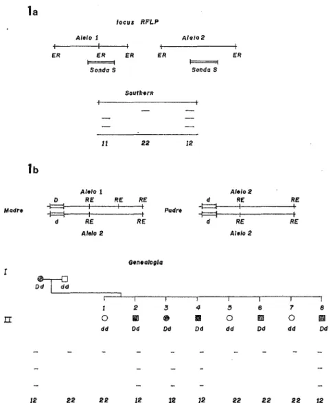 Fig.  1.  Fragmentos de restricción polimórficos de longitud variable (a) y su aplicación para la búsqueda de  genes (b) 