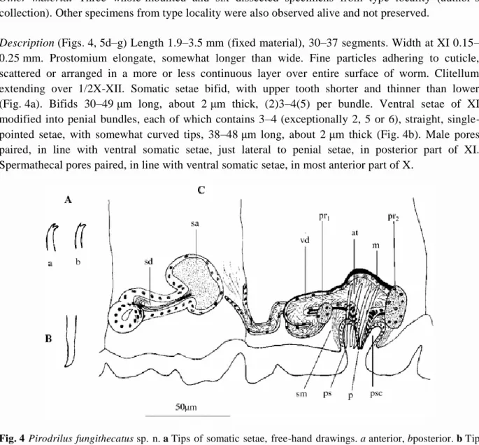 Fig. 4  Pirodrilus  fungithecatus sp.  n. a Tips  of  somatic  setae,  free-hand  drawings