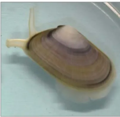 Figure 1. External appearance of the wedge clam Donax trunculus. 