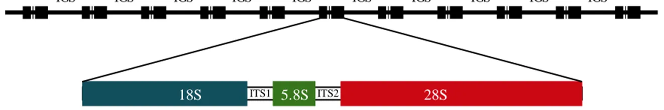 Figure 7. General structure of 45S rDNA in eukaryotes. 