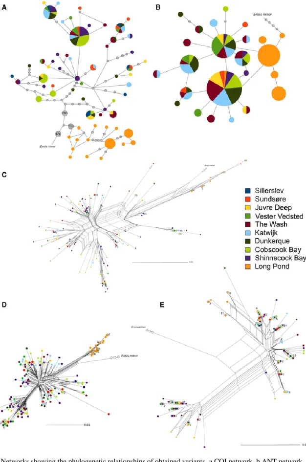 Fig. 3. Networks showing the phylogenetic relationships of obtained variants. a COI network