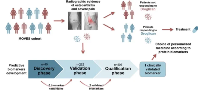 Figure 1.  Graphical representation of the project. The different phases of the development of predictive  biomarkers for knee osteoarthritis patients’ stratification are illustrated.