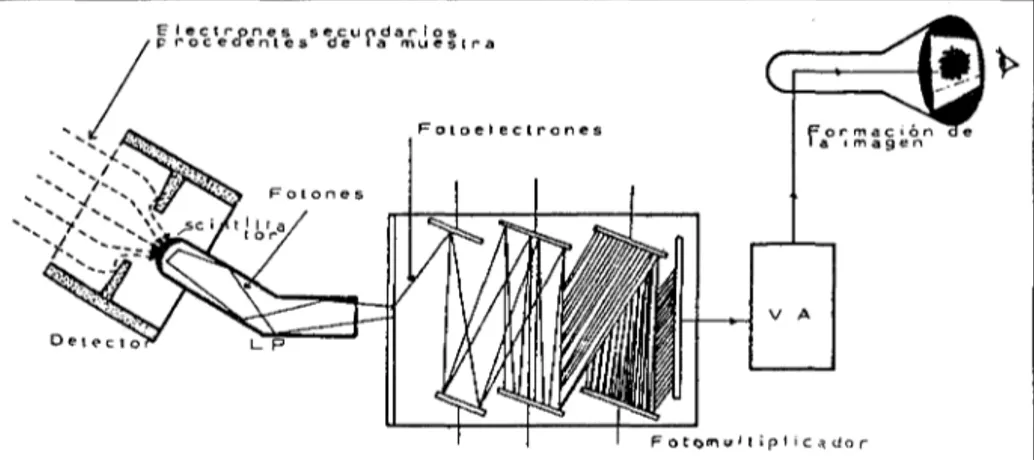 Figura  5.- Camino  seguido  por los  electrones  secundarios  a partir de  la  muestra  y  formación  de  la  imagen