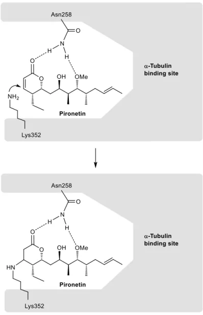 Figure  3. Schematic  model  of the  covalent  union  of pironetin  to its  binding  site  at the   -tubulin  surface