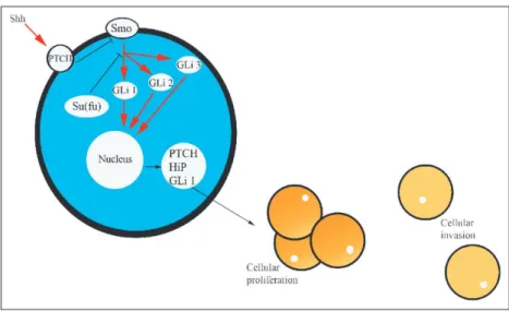Fig. 5 Prostate cancer changes and the Hh pathway. Shh, PTCH, Hip and Gli 1 are molecules overexpressed