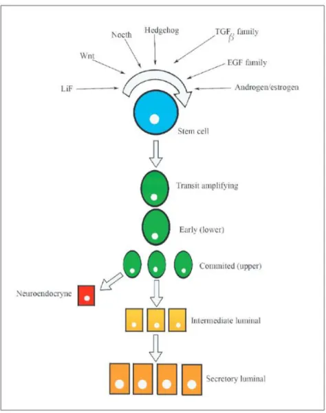 Fig. 2 Prostate stem cell lineage. Adapted from Ref. [101] 