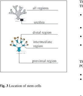 Fig. 3 Location of stem cells 