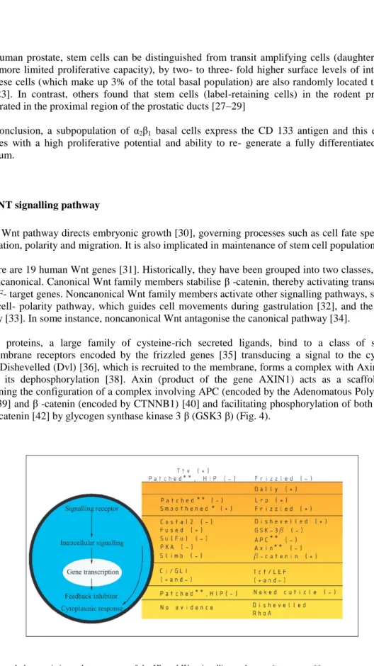 Fig. 4 General characteristics and components of the Hh and Wnt signalling pathways. *oncogene, **tumour suppressor