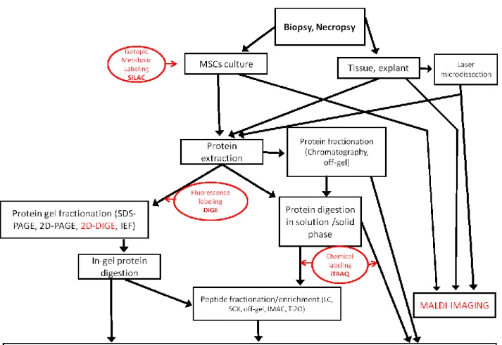 Figure 1. Workflows used in MSC proteomic analysis. Quantitative methods are indicated  in red