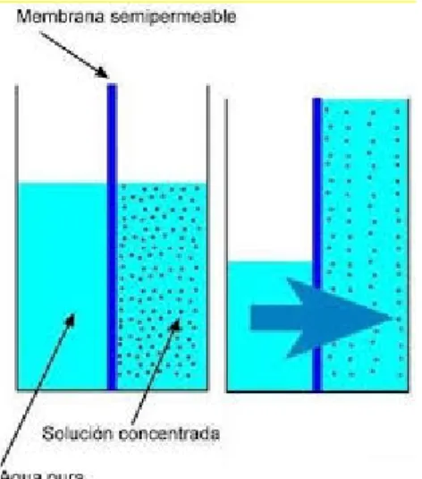 Figura 7.2 Fenómeno de ósmosis 