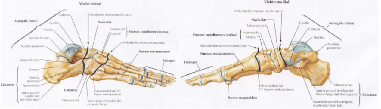 Figura 2: Huesos del pie. Vista lateral y medial  3