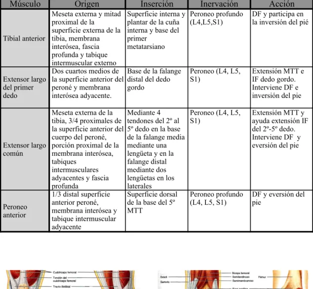 Figura 3: Musculatura implicada en la DF y PF  5