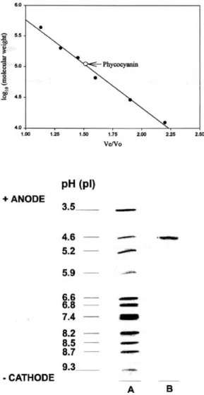 Fig.  6.  Determination  of  the  molecular  weight  of  native  phycocyanin  from  Synechococcus Sp