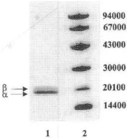 Fig.  8.  SDS-PAGE  of  purified  pbycocyanin from Synechococcus sp. IO9201. 