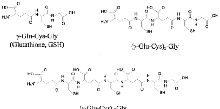 Fig. 1. Structure of glutathione (GSH) and of two class III MTs with two and three repetitions of  (γ-Glu–Cys) units
