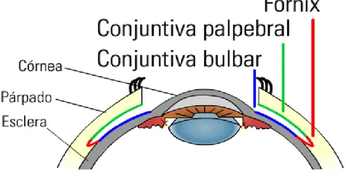 Figura 7. Partes de la Conjuntiva 