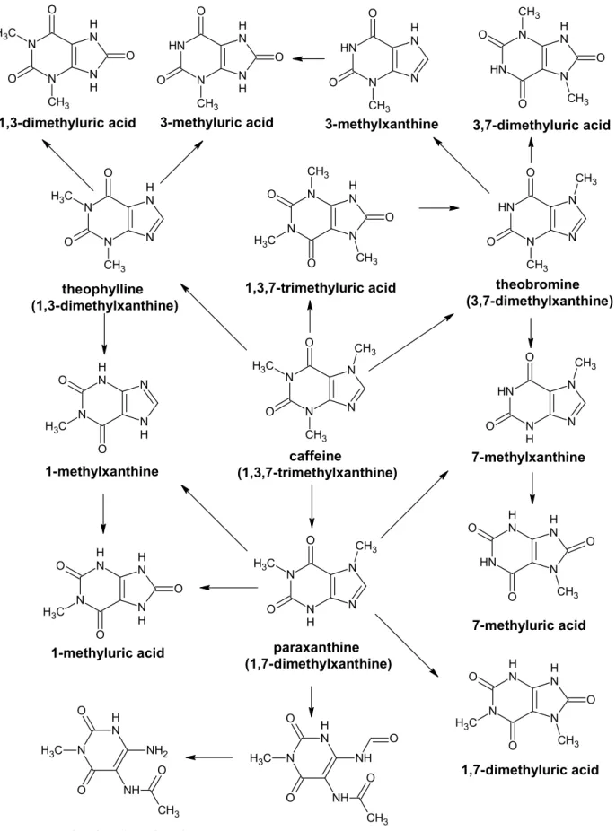 Figure 1. Metabolic pathway of caffeine in humans 