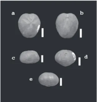 Figura 2 |  Pliotoxaster sp.  de l’Aptià de Fuentes de Rubielos: Es- Es-cala = 10 mm. A) vista aboral