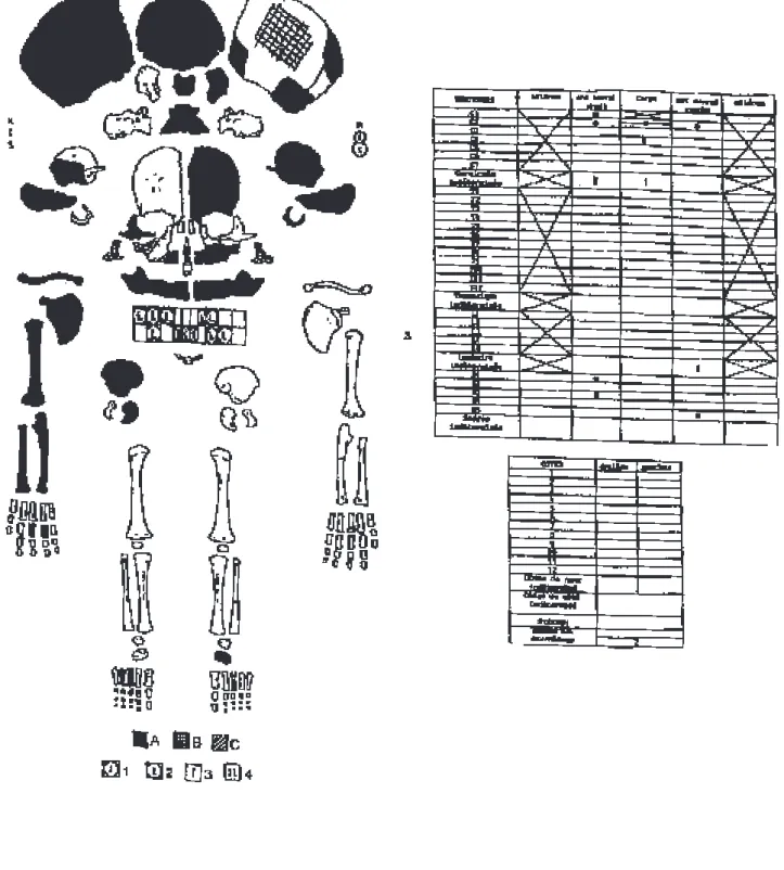 Figura 2.– Esquema de conservació de l’esquelet F-2 (segons esquema de Tillier i Duday, 1990)